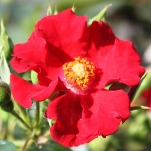 Róże ogrodowe - róże okrywowe - czerwony  - Rosa  Alpenglühen® - róża bez zapachu - Hans Jürgen Evers - Żywo-czerwone kwiaty tej róży pokrywają uginające się pędy. Jest odmianą rosnącą wolno, dlatego świetnie nadaje się do sadzenia na terenach publicznych.
